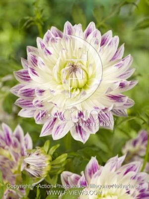 botanic stock photo Dahlia