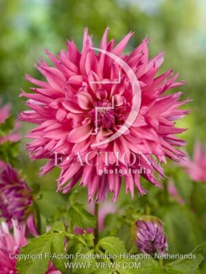 botanic stock photo Dahlia