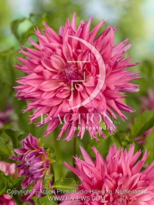 botanic stock photo Dahlia