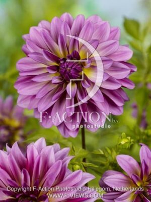 botanic stock photo Dahlia