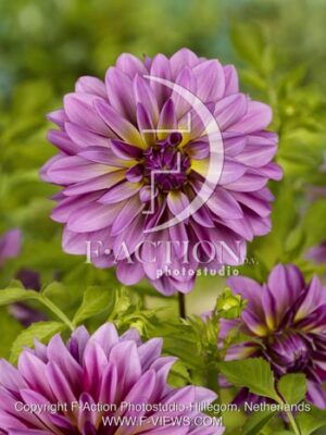 botanic stock photo Dahlia
