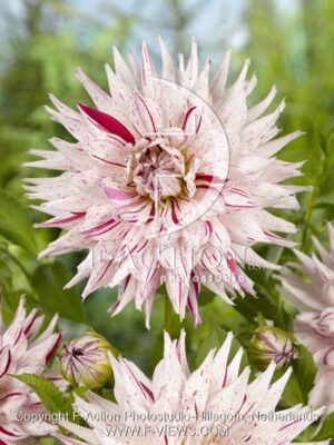 botanic stock photo Dahlia