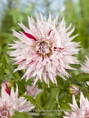 botanic stock photo Dahlia