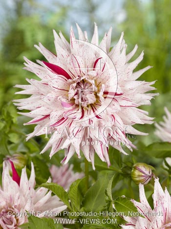 botanic stock photo Dahlia