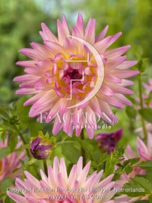 botanic stock photo Dahlia
