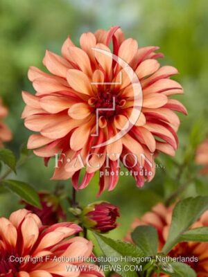 botanic stock photo Dahlia