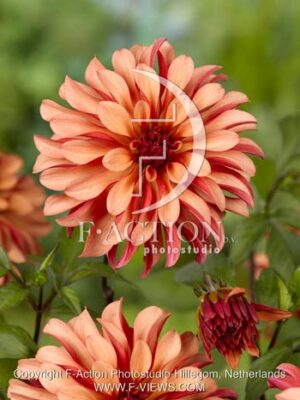 botanic stock photo Dahlia