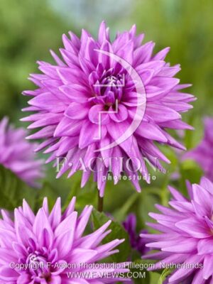 botanic stock photo Dahlia