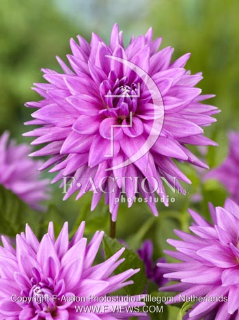 botanic stock photo Dahlia