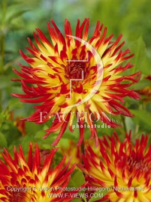 botanic stock photo Dahlia
