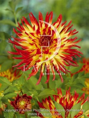 botanic stock photo Dahlia