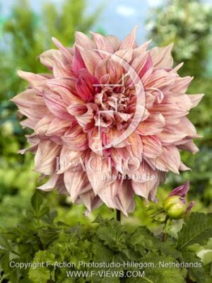 botanic stock photo Dahlia