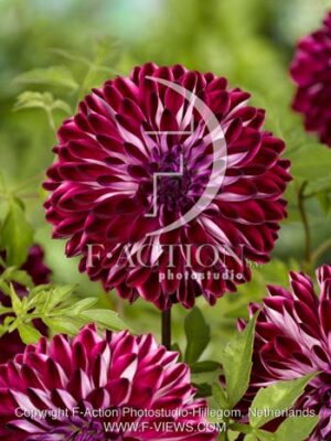 botanic stock photo Dahlia