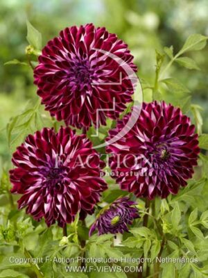 botanic stock photo Dahlia
