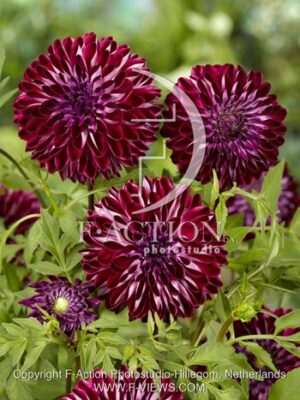 botanic stock photo Dahlia
