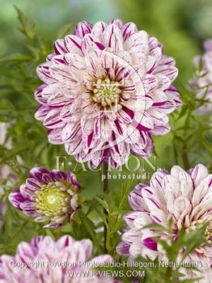 botanic stock photo Dahlia
