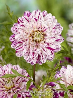 botanic stock photo Dahlia