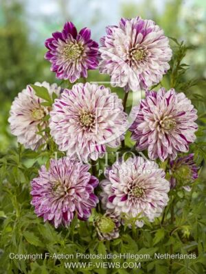 botanic stock photo Dahlia