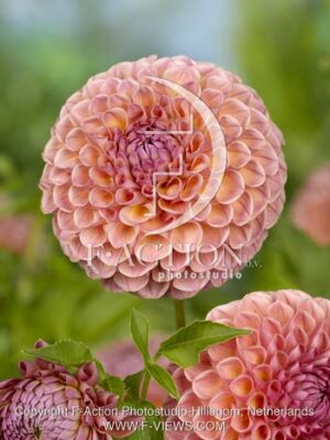 botanic stock photo Dahlia