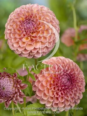 botanic stock photo Dahlia