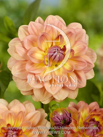 botanic stock photo Dahlia