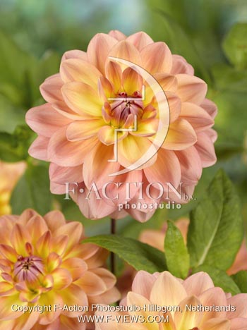 botanic stock photo Dahlia