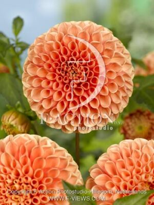 botanic stock photo Dahlia