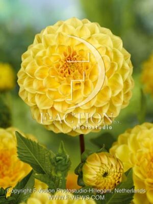 botanic stock photo Dahlia