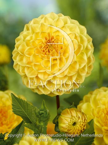 botanic stock photo Dahlia