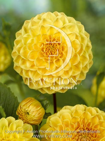 botanic stock photo Dahlia