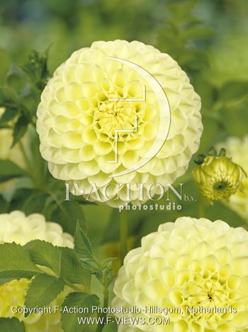 botanic stock photo Dahlia