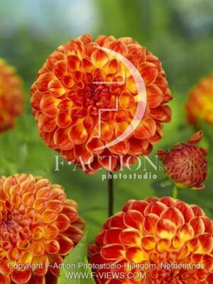 botanic stock photo Dahlia