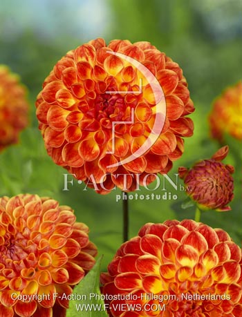 botanic stock photo Dahlia