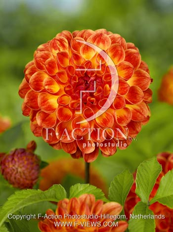 botanic stock photo Dahlia
