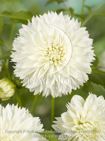 botanic stock photo Dahlia