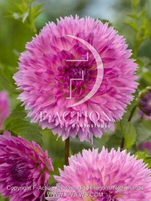 botanic stock photo Dahlia