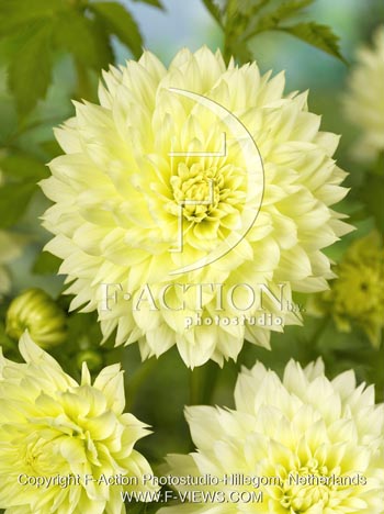 botanic stock photo Dahlia