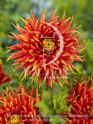 botanic stock photo Dahlia