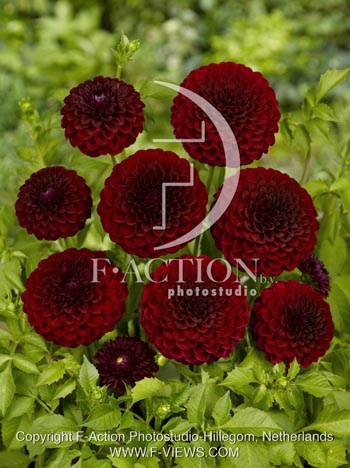 botanic stock photo Dahlia