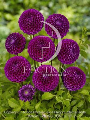 botanic stock photo Dahlia
