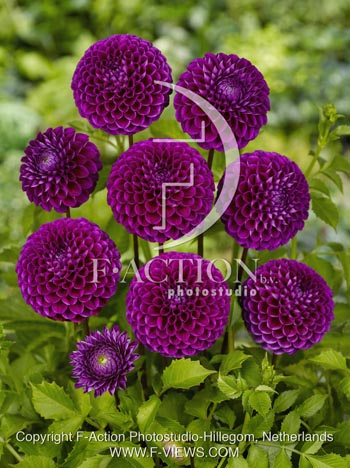 botanic stock photo Dahlia