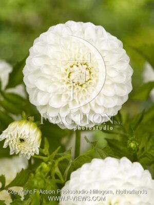 botanic stock photo Dahlia