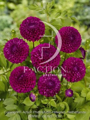 botanic stock photo Dahlia