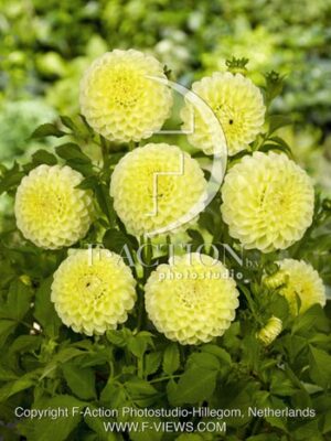 botanic stock photo Dahlia