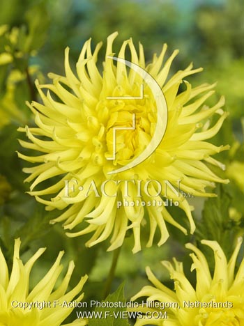 botanic stock photo Dahlia