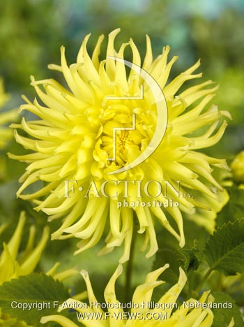 botanic stock photo Dahlia