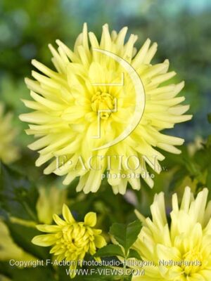 botanic stock photo Dahlia