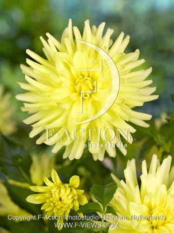 botanic stock photo Dahlia