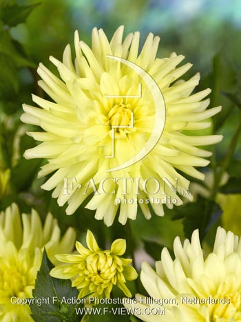 botanic stock photo Dahlia