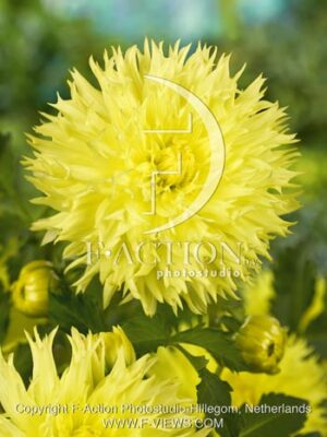 botanic stock photo Dahlia